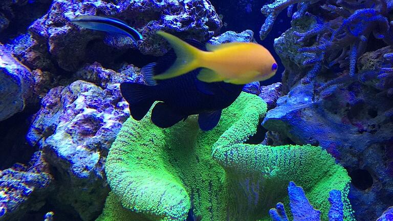 Farbenprächtige Unterwasserwelt: Im Meeresaquarium in Zella-Mehlis ist eine Vielfalt an Meerestieren von Hammerhaien bis zu Seeanemonen zu sehen.