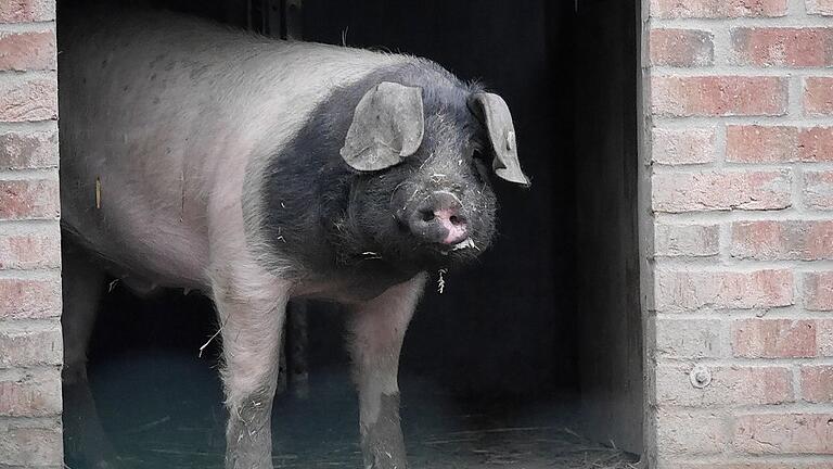 Schwein des Anstoßes: Eines der beiden Mohrenköpfle.