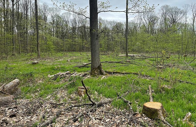 Insgesamt verursachte der Käferbefall etwa 600 Festmeter Schadholz im Gambacher Wald. Die größte Kahlfläche (Foto) besteht im Gebiet 'Tongrube'. Insgesamt verursachte der Käferbefall etwa 600 Festmeter Schadholz im Gambacher Wald. Die größte Kahlfläche (Foto) besteht im Gebiet 'Tongrube'.