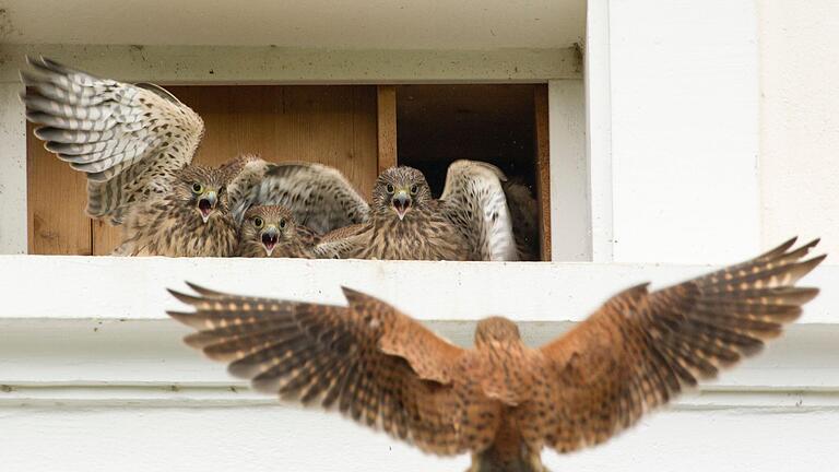 Turmfalken brüten in Main-Spessart beispielsweise am Lohrer Schloss. Doch insgesamt ist die Datenlage zu an Gebäuden brütenden Vögeln in Main-Spessart dünn. Das will die Kreisgruppe des Landesbundes für Vogelschutz ändern und bittet um Mithilfe.