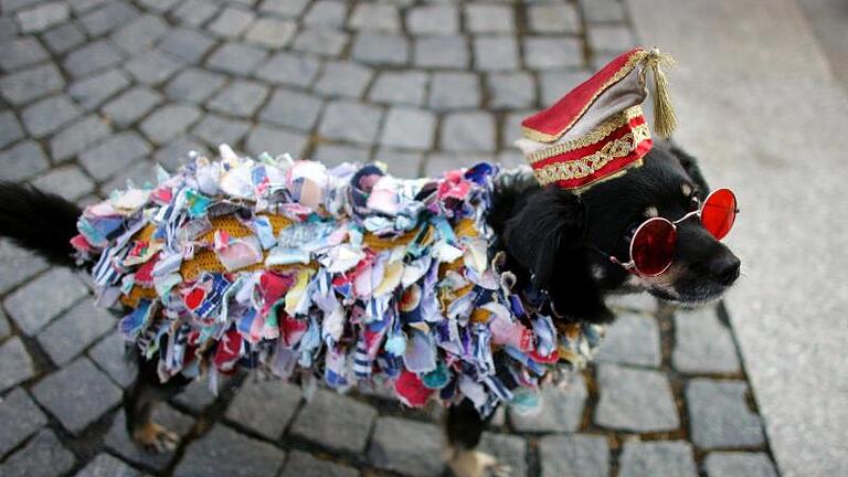 Auch wenn Karnevalisten kostümierte Hunde putzig finden, bedeutet die Teilnahme am Umzug für das Tier Stress. Foto: Rolf Vennenbernd/dpa/dpa-tmn       -  Auch wenn Karnevalisten kostümierte Hunde putzig finden, können sich Hunde darin sehr unwohl fühlen.