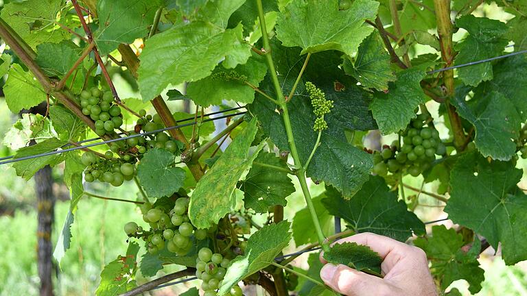Kapriolen der Natur: Neben den Trauben in unterschiedlichen Reifestadien treibt der Weinstock sogar im August noch Blüten. Kapriolen der Natur: Neben den Trauben in unterschiedlichen Reifestadien treibt der Weinstock sogar im August noch Blüten.