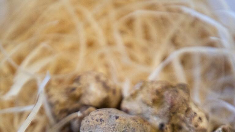 Weißer Trüffel - Weiße Trüffel duften ein bisschen nach Moschus, Amber, Muskat, Vanille und Laubwald. Sie sind mehr geruchsintensiv, als dass sie viel Geschmack haben. Weißer Trüffel - Weiße Trüffel duften ein bisschen nach Moschus, Amber, Muskat, Vanille und Laubwald. Sie sind mehr geruchsintensiv, als dass sie viel Geschmack haben.