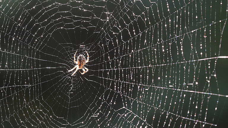 KINA - Tierische Handwerkskunst: So cool sind Spinnennetze.jpeg       -  Im Gegensatz zur Kreuzspinne baut die Goliath-Vogelspinne keine Netze. Sie lebt in Höhlen im Amazonas Regenwald und lauert ihrer Beute auf.