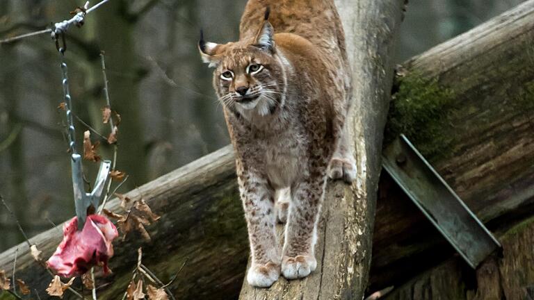 Die Beute im Blick: Nur einer der Luchse kann zum Zug kommen. Dazu muss er übrigens nicht auf einen Baum klettern und den Beutesimulator fixieren. Ein kluger Luchs wartet, dass ihm das Fleisch vor die Füße fällt.&nbsp;&nbsp;