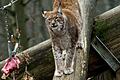Die Beute im Blick: Nur einer der Luchse kann zum Zug kommen. Dazu muss er übrigens nicht auf einen Baum klettern und den Beutesimulator fixieren. Ein kluger Luchs wartet, dass ihm das Fleisch vor die Füße fällt.&nbsp;&nbsp;