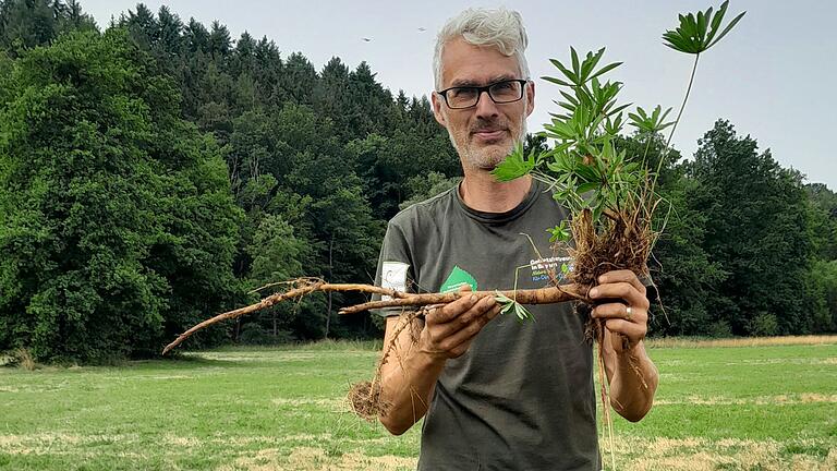 Torsten Ruf zeigt eine ausgestochene Lupine. Die lange Pfahlwurzel und 2000 Samen pro Pflanze lassen sie sich rasant vermehren. Torsten Ruf zeigt eine ausgestochene Lupine. Die lange Pfahlwurzel und 2000 Samen pro Pflanze lassen sie sich rasant vermehren.