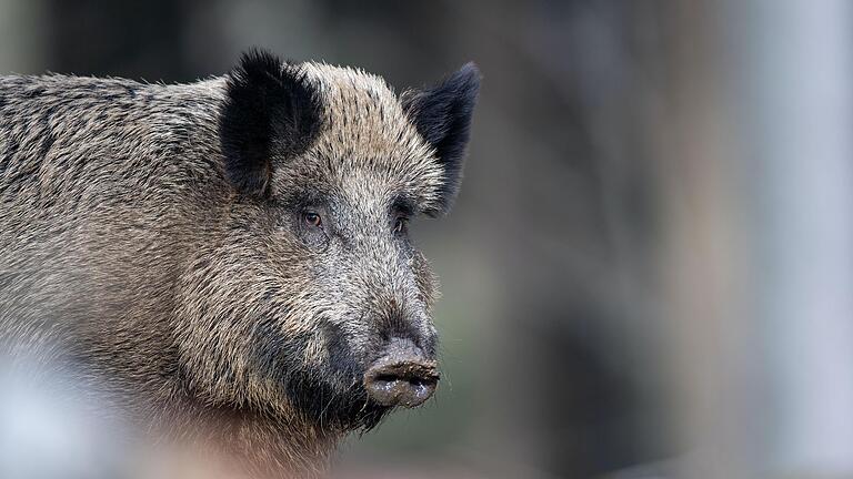 Um zwei erlegte Wildschweine (Symbolbild) ging es in einem Verfahren vor dem Landgericht Würzburg.