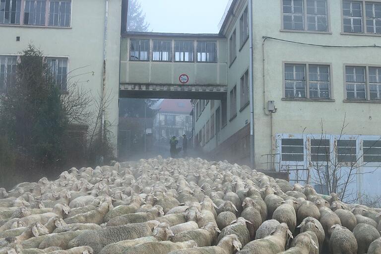 Gedränge in Partenstein: Die dampfende Schafherde beginnt an der ehemaligen Schuhfabrik ihren Aufstieg Richtung Sohlhöhe.