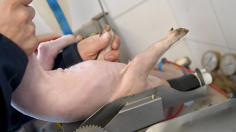 Frau Klöckner, beenden Sie die saumäßige Quälerei!       -  Die tierfreundlichere Variante: Ein Schweinezüchter legt ein junges Ferkel zur Kastration in eine Narkoseanlage in seinem Zuchtbetrieb. Betäubt wird das Ferkel mit Isofluran.