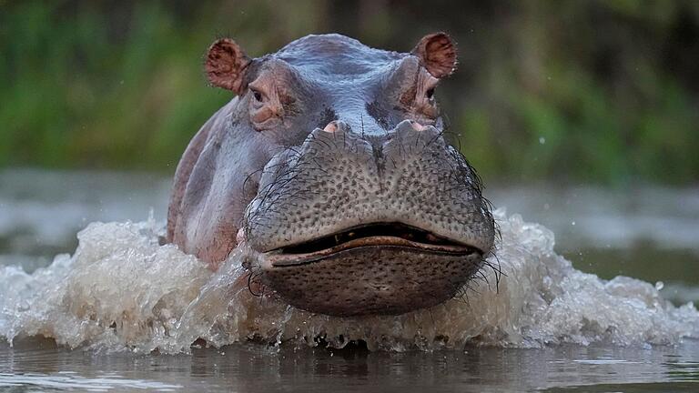 Nilpferd in Kolumbien.jpeg       -  Ein Nilpferd schwimmt im Fluss Magdalena im kolumbianischen Puerto Triunfo.