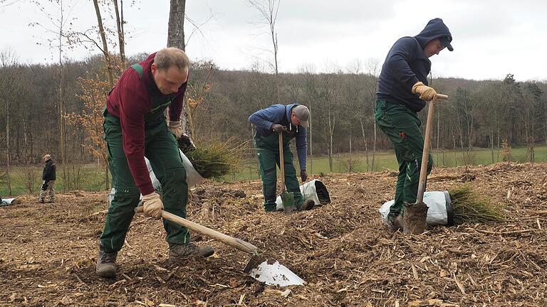 Nach großen Fichtenschäden wurden im Eußenheimer Gemeindewald im Frühjahr 2024 mehrere Hektar Wald aufgeforstet. Der Erhalt von Waldflächen sowie das Aufforsten sollen nun CO₂-zertifiziert werden.