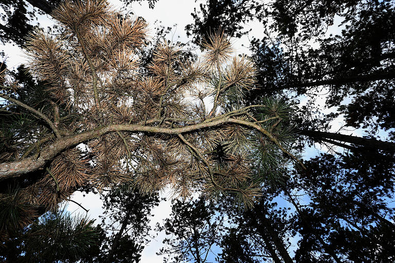 17.07.2019, Bayern, Erlabrunn: Teilweise braun verfärbt sind die Schwarzkiefern in Deutschlands größtem Schwarzkiefernwald auf dem Volkenberg.&nbsp;