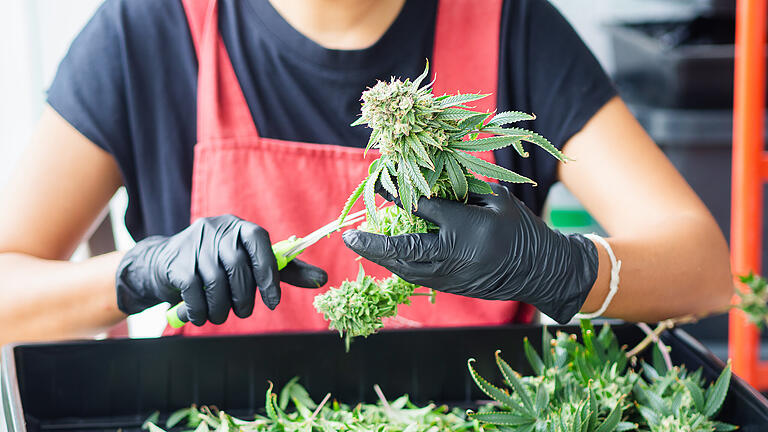Cannabis-Pflanze Gärtnern - Dieses Gewächs fehlt noch: Baumärkte und Gärtnereien nehmen keine Cannabis-Pflänzchen ins Sortiment auf. (Symbolfoto) Cannabis-Pflanze Gärtnern - Dieses Gewächs fehlt noch: Baumärkte und Gärtnereien nehmen keine Cannabis-Pflänzchen ins Sortiment auf. (Symbolfoto)