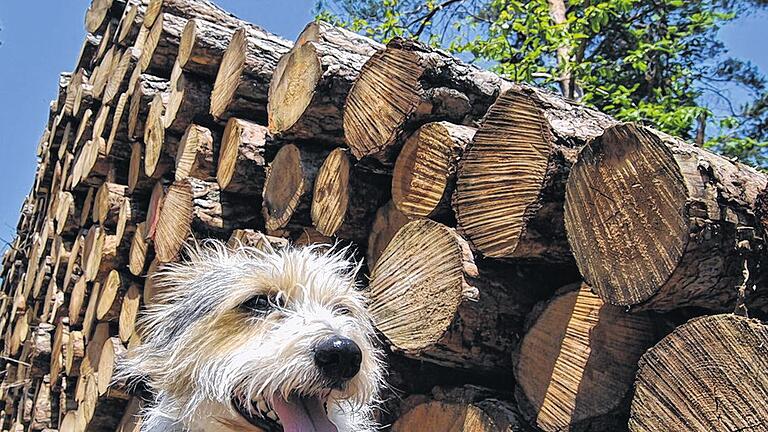 Holz, soweit das Hundeauge blickt: Aktuell durchforstet die Stadt Bestände am Buchberg. Holz, soweit das Hundeauge blickt: Aktuell durchforstet die Stadt Bestände am Buchberg.