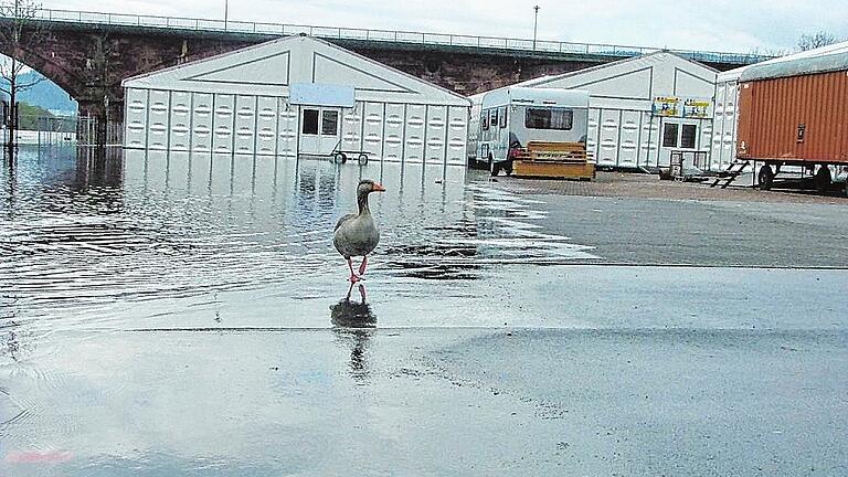 Zum 30-Jährigen 2008 setzte das Hochwasser dem Aufbau der MSP-Expo zu. Sie konnte aber dann doch termingerecht eröffnet werden. Zum 30-Jährigen 2008 setzte das Hochwasser dem Aufbau der MSP-Expo zu. Sie konnte aber dann doch termingerecht eröffnet werden.