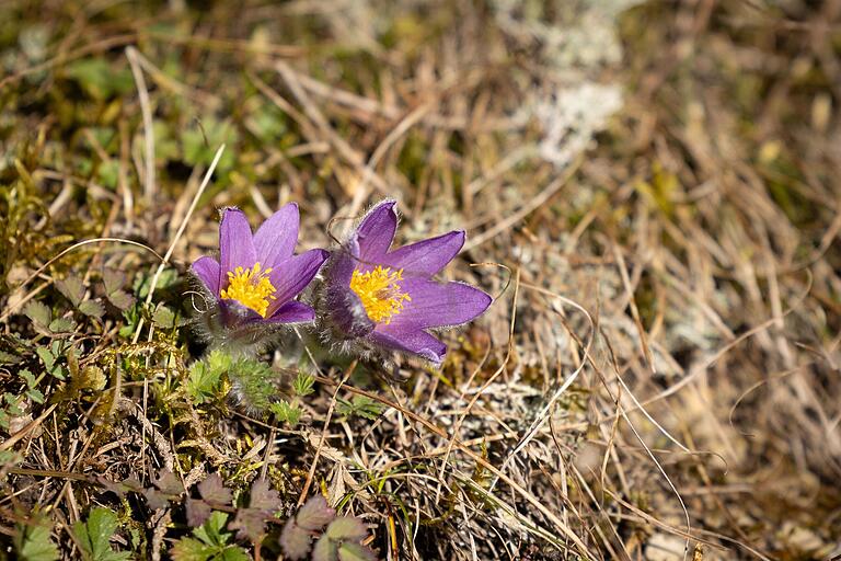 Kuhschellen blühen am Wegesrand.