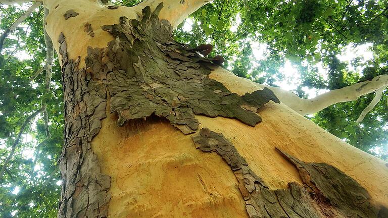 Platanen lassen im Hitzesommer 2018 die Rinde fallen. Das Thema Klimaschutz ist schon seit vier Jahren für die Stadt Schweinfurt ein wichtiges, weswegen sie einen großen Maßnahmenkatalog entwickelt hat.