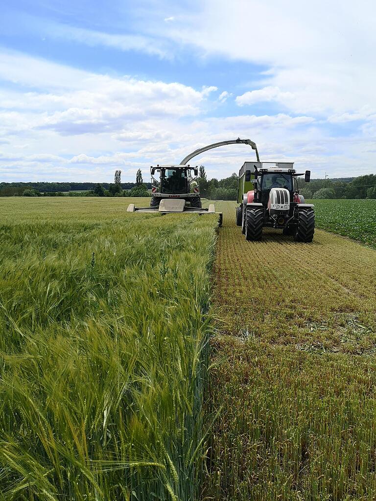 Erfrorene Wintergerste: Landwirt Dominik Keller hat sich entschlossen, das Getreide vorzeitig zu mähen und zu häckseln. Auf dem Acker wird nun eine Gräsersorte als Zwischenfrucht angepflanzt.