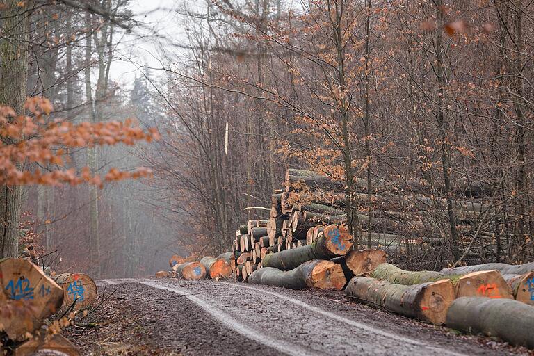Gefällte Buchen in der Nähe des Irtenberger Waldes. Gefällte Buchen in der Nähe des Irtenberger Waldes. 