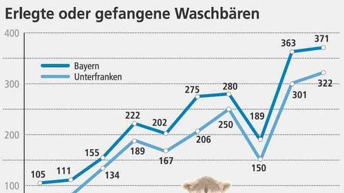 Der Waschbär fühlt sich hier zuhause