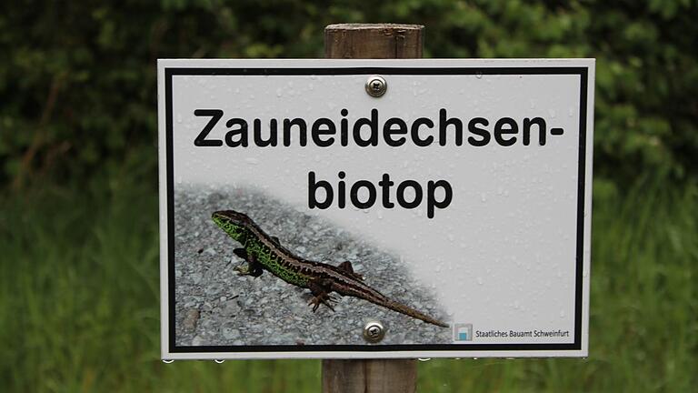 Entlang der Schnellstraße Gerolzhofen - Schweinfurt hat das Staatliche Bauamt Schweinfurt mehrere ökologische Ausgleichsflächen anlegen lassen, unter anderem auch Biotope für Zauneidechsen. Entlang der Schnellstraße Gerolzhofen - Schweinfurt hat das Staatliche Bauamt Schweinfurt mehrere ökologische Ausgleichsflächen anlegen lassen, unter anderem auch Biotope für Zauneidechsen.