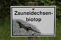 Entlang der Schnellstraße Gerolzhofen - Schweinfurt hat das Staatliche Bauamt Schweinfurt mehrere ökologische Ausgleichsflächen anlegen lassen, unter anderem auch Biotope für Zauneidechsen.