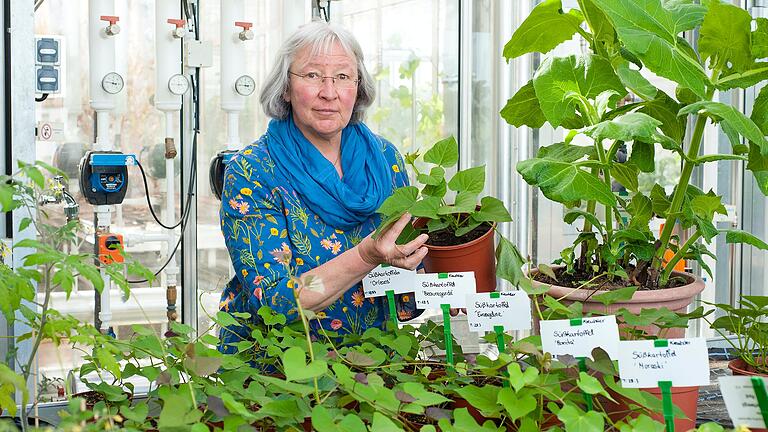 Tolle Knollen: Die Leiterin der Bayerischen Gartenakademie in Veitshöchheim, Marianne Scheu-Helgert, mag Süßkartoffeln.