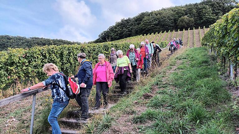 Die Wanderung durch die Moselwein-Steillagen gaben einen Einblick in die harte Arbeit der Winzer.       -  Die Wanderung durch die Moselwein-Steillagen gaben einen Einblick in die harte Arbeit der Winzer.