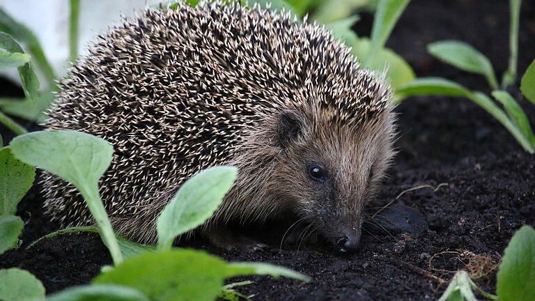 Symbolbild Igel