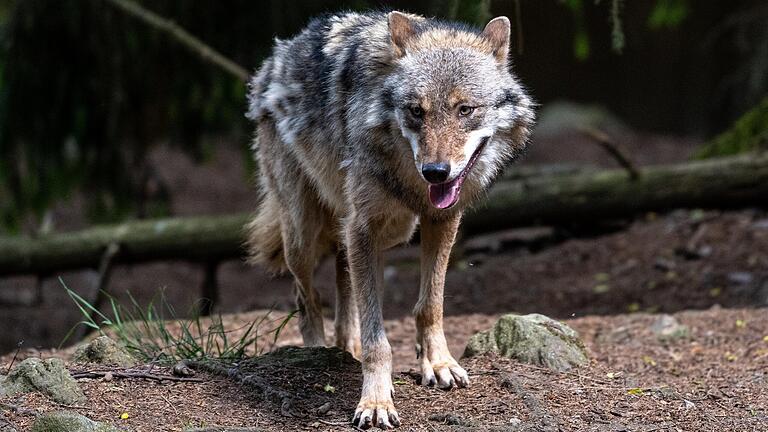 Wölfe breiten sich in Deutschland weiter aus. Dieses Foto entstand im Naturpark Bayerischer Wald.&nbsp; &nbsp;