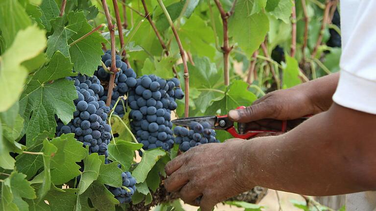 Nach Deutschland wird viel Rotwein aus Südafrika importiert. Nach Deutschland wird viel Rotwein aus Südafrika importiert.