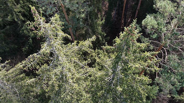 Fichten mit Trockenschäden im Frühjahr im Hafenlohrer Wald. Er leidet noch immer unter Trockenheit und Hitze.