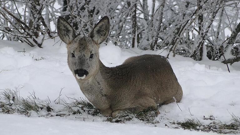 Nicht nur die Rehe, sondern alle Tiere im Naturschutzgebiet Lange Rhön sollten im Winter nicht gestört werden, damit sie die kalte Jahreszeit unbeschadet überstehen.