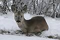 Nicht nur die Rehe, sondern alle Tiere im Naturschutzgebiet Lange Rhön sollten im Winter nicht gestört werden, damit sie die kalte Jahreszeit unbeschadet überstehen.