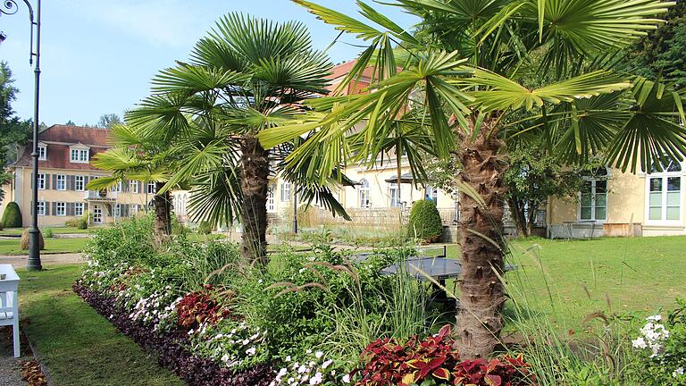 Bisher haben es erst wenige Palmen in den Schlossgarten im Staatsbad Brückenau geschafft. Der Klimawandel macht es möglich. - Bisher haben es erst wenige Palmen in den Schlossgarten im Staatsbad Brückenau geschafft. Der Klimawandel macht es möglich. Bisher haben es erst wenige Palmen in den Schlossgarten im Staatsbad Brückenau geschafft. Der Klimawandel macht es möglich. - Bisher haben es erst wenige Palmen in den Schlossgarten im Staatsbad Brückenau geschafft. Der Klimawandel macht es möglich.