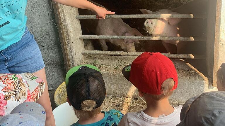 Auf die zwei freilaufenden Schweine Peppa und Daisy waren die Kinder besonders neugierig. Frau Eltschka staunte, dass die Kinder schon so viel wussten. Jetzt bekamen die Kinder noch einen Überblick, was die Schweine alles zu fressen bekommen. Dazu wurden Hafer, Gerste, Erbsen, Weizen und gebrochene Rapskörner unter die Lupe genommen. In großes Lachen brachen die Kinder bei der Fütterung aus, da sich die Schweinedamen über ihre zusätzliche Mahlzeit besonders freuten und sich munter angrunzten.