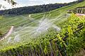 Beregnung der Weinberge in Escherndorf mit Flusswasser. Iphofen plant eine Tröpfchenbewässerung und eine Leitung ab dem Main bei Kitzingen.&nbsp;&nbsp;