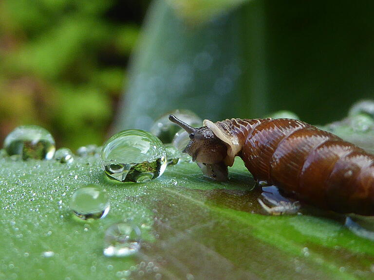 Schließmaulschnecke Schließmaulschnecke