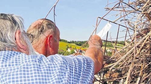 Damit der Klapperstorch sicher brüten kann       -  (ela)   Ein Storchenpaar hat sich vor einigen Wochen auf dem Dachfirst der Geiselwinder Pfarrkirche St. Burkhard eingenistet. Wegen des unsicheren Untergrundes lösten sich aus dem Nest immer wieder Zweige. Um die Sicherheit der Fußgänger und des Verkehrs zu gewährleisten, musste es gesichert werden. Robert Endres vom Landesbund für Vogelschutz der Kreisgruppe Kitzingen wagte sich gemeinsam mit der Geiselwinder Feuerwehr auf einem Hubwagen in schwindelerregende Höhen und sicherte das Nest mit Erfolg. &bdquo;Nur durch das Zusammenwirken zwischen der Feuerwehr, der Steiger-Firma, der Kirchenverwaltung sowie des LBV konnte die Nestsicherung so schnell umgesetzt werden&ldquo;, freute sich Endres. Jedoch handelt es sich nur eine vorübergehende Lösung. Sobald die Störche 'gen Süden gezogen sind, soll eine dauerhafte Nestunterlage montiert werden.