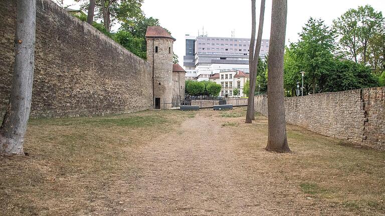 Auch an der Stadtmauer in Schweinfurt sieht man die Folgen von Hitze und Dürre: Der Rasen hat sich in eine Steppe verwandelt.