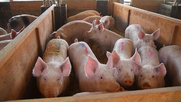 Die Mastschweine im neuen Stall von Landwirt Clemens Schmittfull in Egenhausen stehen auf Stroh und haben einen überdachten Freilauf, den sie auch im Winter gerne nutzen. Der Betrieb in Egenhausen war einer von zwei Anlaufpunkten für das Stallgespräch, zu dem der Bauernverband Medien einlud.