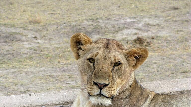 Löwen in Kenia - Nach Angaben der Familie verschleppte eine Löwin das 14-jährige Mädchen. (Symbolbild) Löwen in Kenia - Nach Angaben der Familie verschleppte eine Löwin das 14-jährige Mädchen. (Symbolbild)