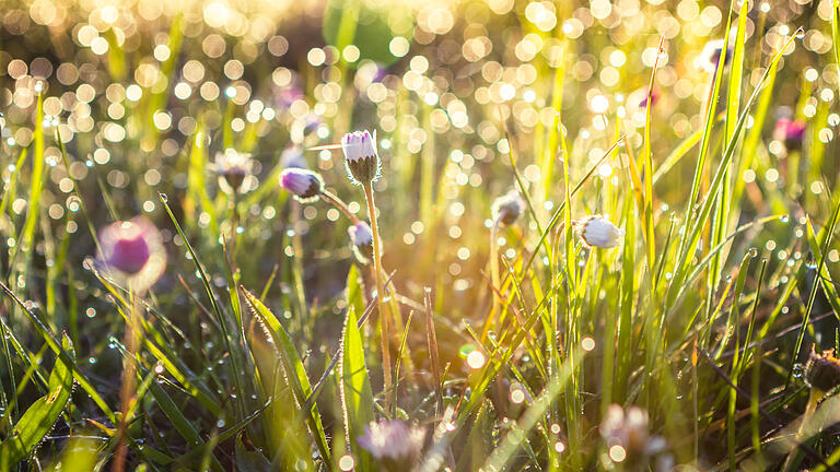 Summer grass field with flowers, abstract background concept, soft focus, bokeh, warm tones       -  Symbolbild: Blumenwiese