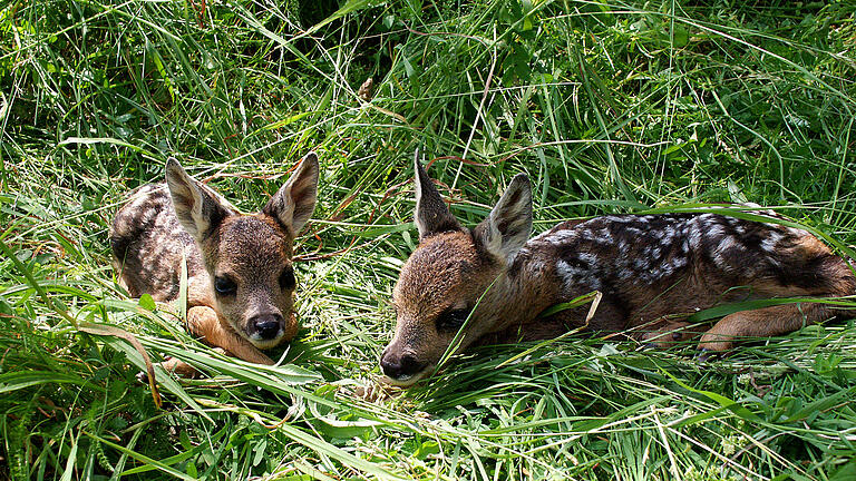 Ein doppeltes Erfolgserlebnis war dem Kitzrettungsteam mit dem Fund dieser beiden Kitze beschert. Die Tiere dürfen nicht berührt werden, da sie sonst von ihren Müttern nicht mehr angenommen werden.