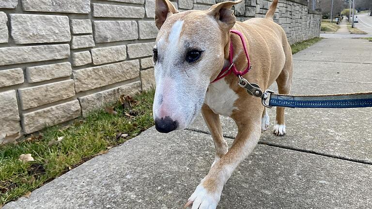 Nach dem Angriff eines Mini-Bullterriers auf einen Jungen in Kitzingen, sind weiter viele Fragen offen.