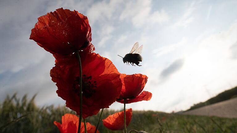 Artenvielfalt in Gefahr: Viel Tiere und Pflanzen bedroht       -  Die Vielfalt der Insekten ist stark gesunken (Symbolbild).