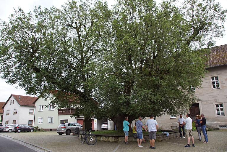 Mit dem Zustand der 400 Jahre alten Dorflinde in Untersteinbach beschäftigte sich der Gemeinderat Rauhenebrach im Rahmen einer Ortseinsicht. Die lichte Belaubung zeigt, dass es dem Baum nicht wirklich gut geht. Mit dem Zustand der 400 Jahre alten Dorflinde in Untersteinbach beschäftigte sich der Gemeinderat Rauhenebrach im Rahmen einer Ortseinsicht. Die lichte Belaubung zeigt, dass es dem Baum nicht wirklich gut geht.