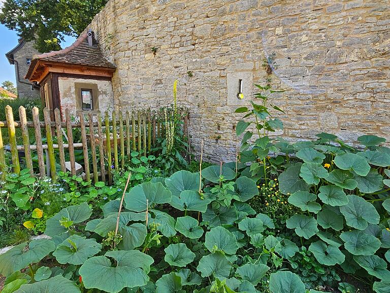 Neue und doch traditionelle Gartenkultur an der alten Wehrmauer. Im Hintergrund der Flurersturm und ein früheres Toilettenhäuschen.