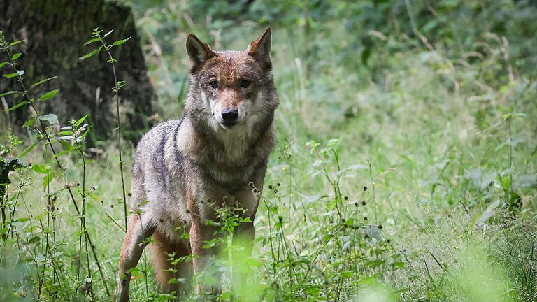 Wolf im Visier: Der von Behörden genehmigte Abschuss einer Wölfin in der Rhön hat zu regen Diskussionen geführt. Am Donnerstag greift der Bayerische Rundfunk das Thema in der Satiresendung 'Quer' auf.